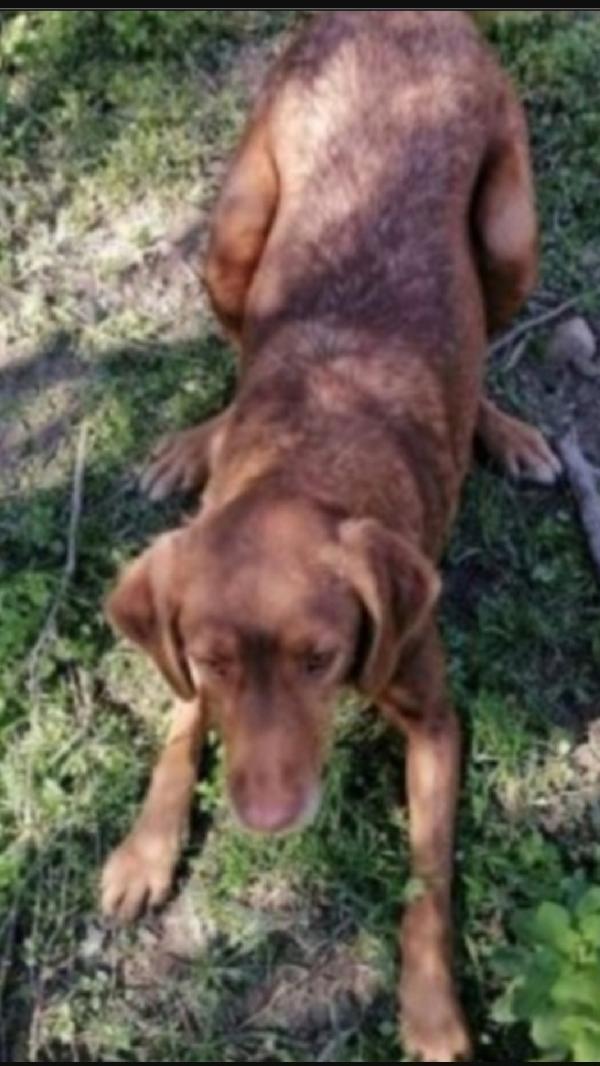 Chicco adulto manto fulvo aspetta da cucciolo.CALABRIA Foto 2